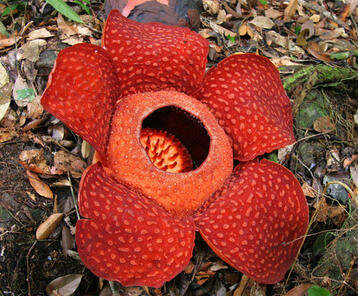 rafflesia-flower-photo_2235360-fit468x29