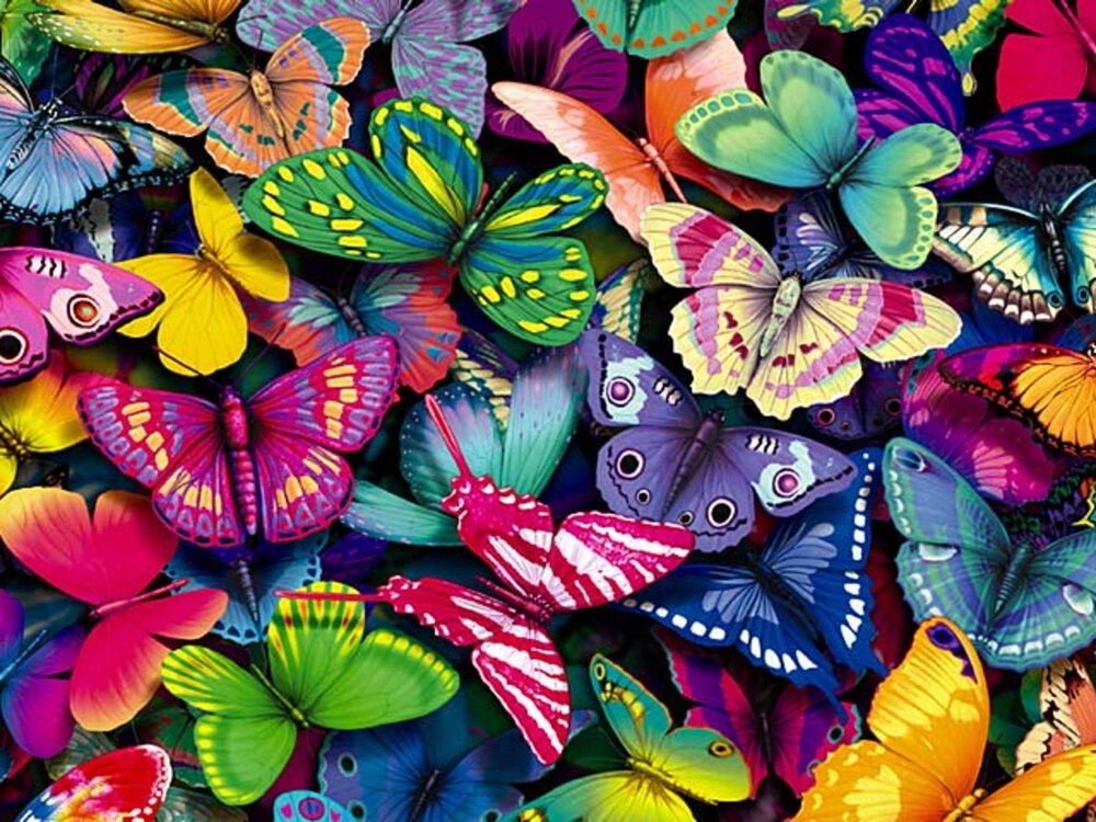 Butterflies-yorkshire_rose-15990936-1280
