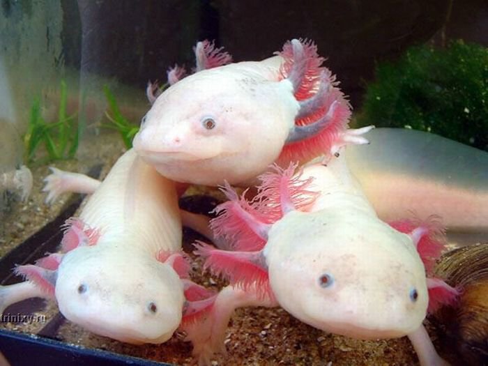 axolotl_32.jpg