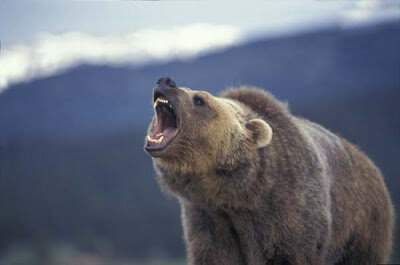 Grizzly+Bear+Roaring.jpg