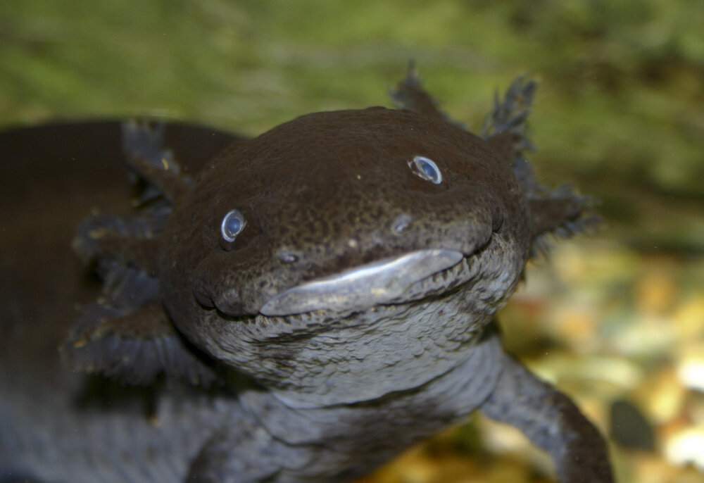Axolotl-Ambystoma-mexicanum-Brian-Gratwi