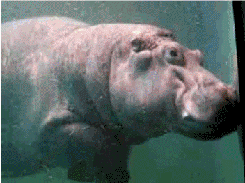 Hippo doing a barrel roll : gifs