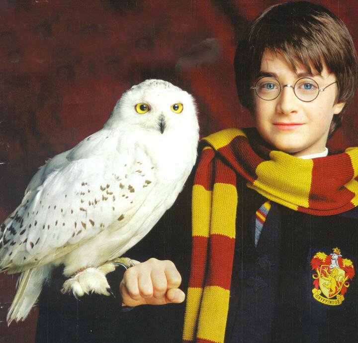 Harry-Potter-Hedwig.jpg