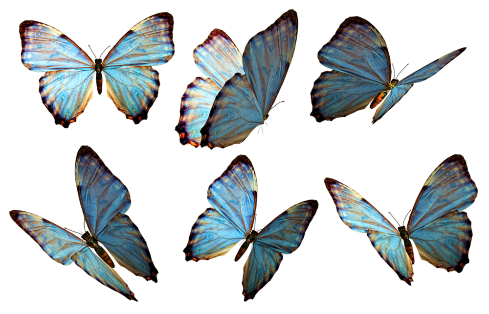 butterflies_2_png_stock_by_jumpfer_stock