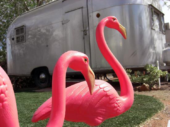 flamingos-in-front-of.jpg