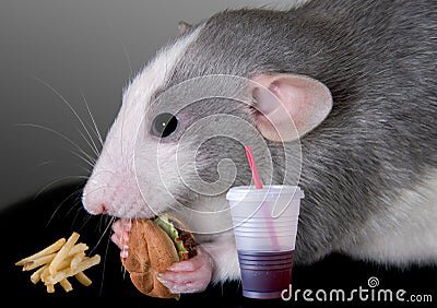 rat-eating-fast-food-10190986.jpg