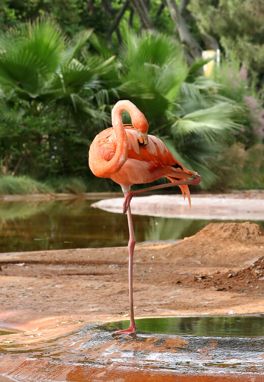 bigstock-Flamingo-742384.jpg
