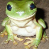 FROGGO